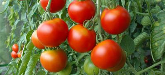 Tomatenpflanzen Gärtnerei 