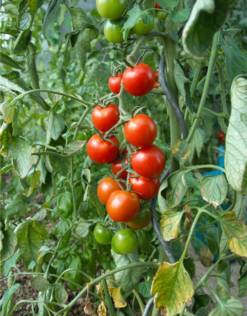 Tomatenpflanzen Gärtnerei 