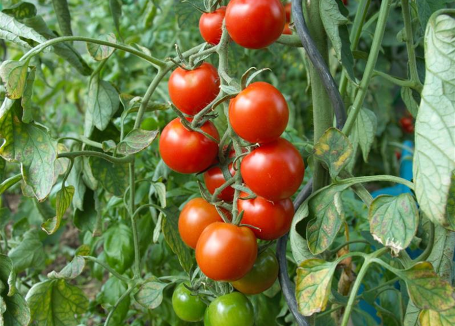 Tomatenpflanzen Gärtnerei 