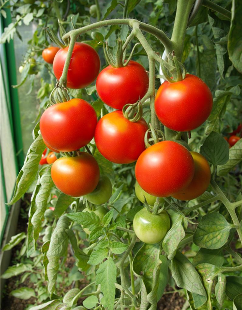 Tomatenpflanzen Gärtnerei 