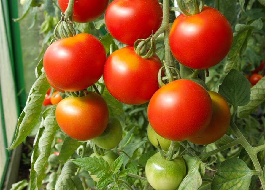 Tomatenpflanzen Gärtnerei 