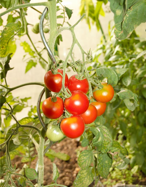 Tomatenpflanzen Gärtnerei 