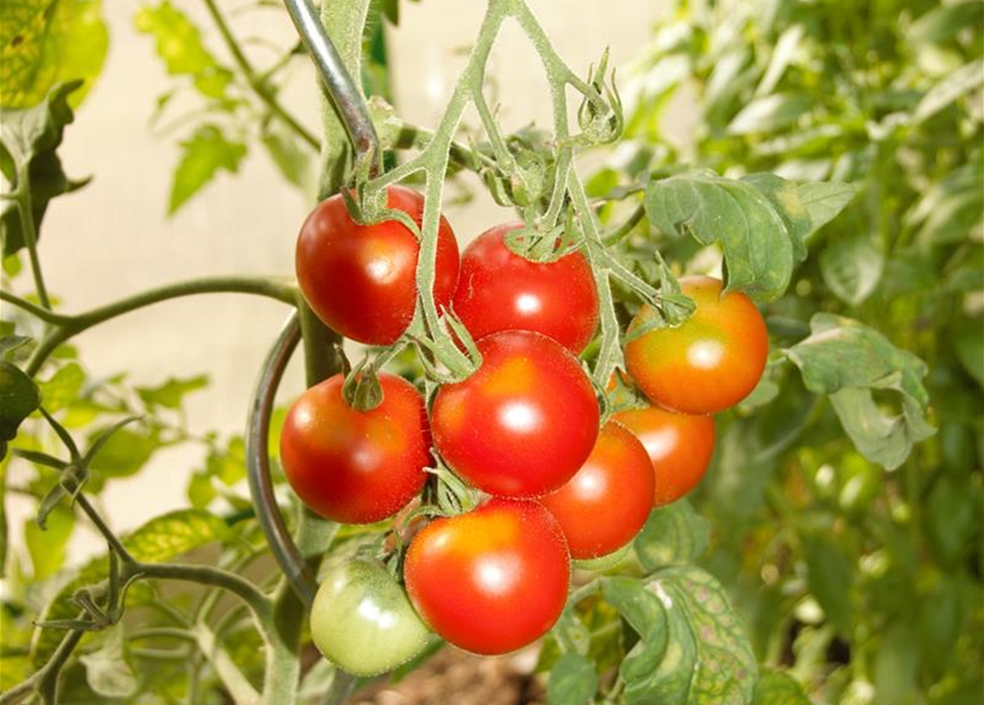 Tomatenpflanzen Gärtnerei 