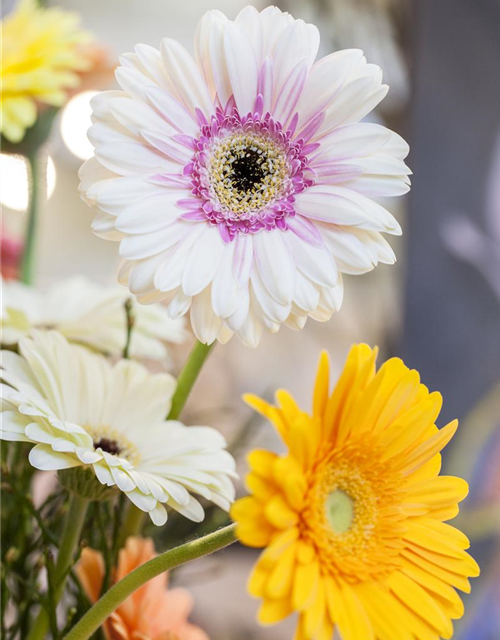 Gerbera 