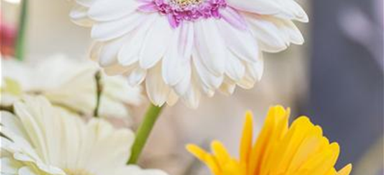 Gerbera 