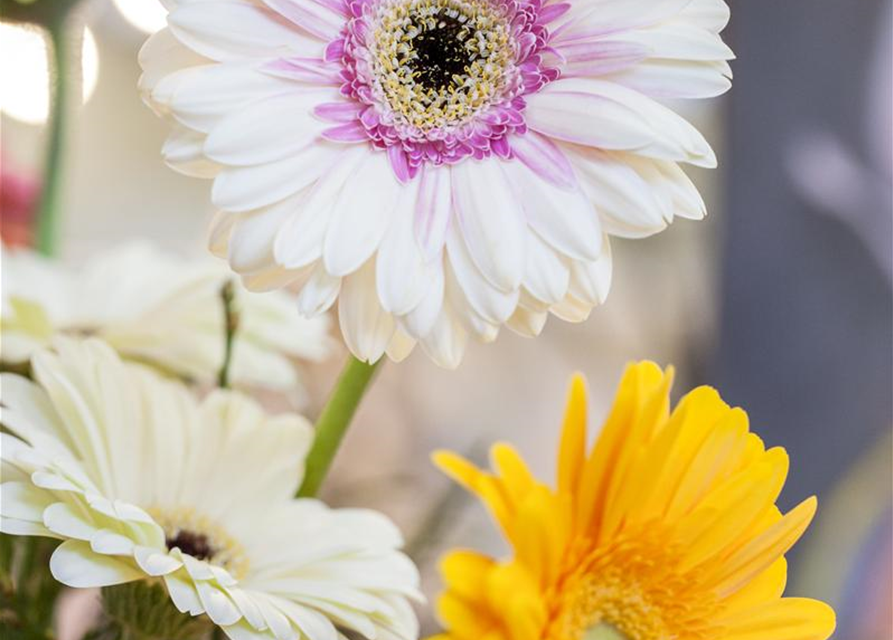 Gerbera 