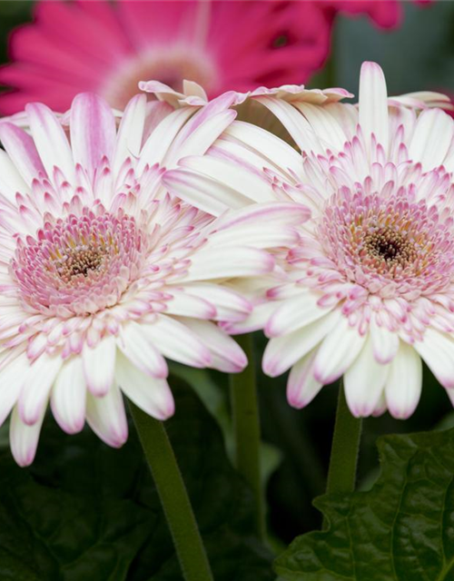 Gerbera 