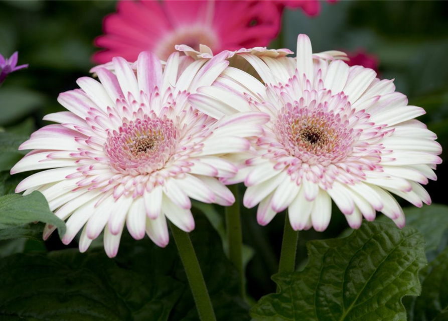 Gerbera 