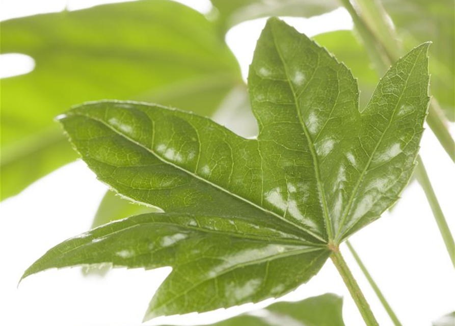 Fatsia Japonica 