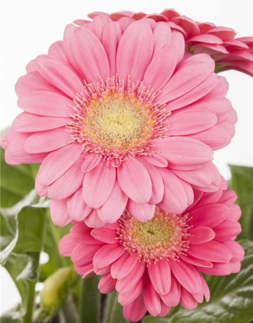 Gerbera 