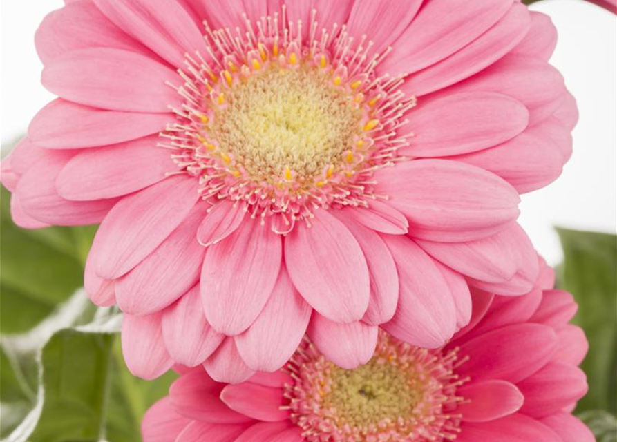 Gerbera 