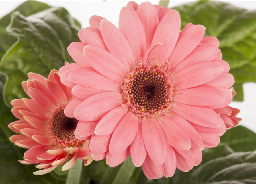 Gerbera 