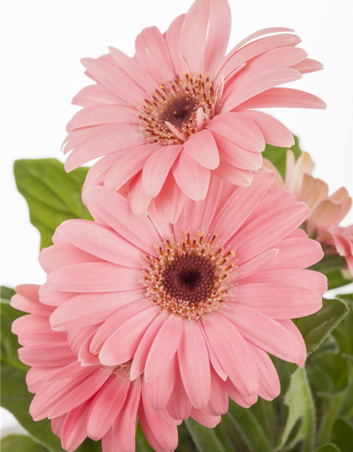 Gerbera 