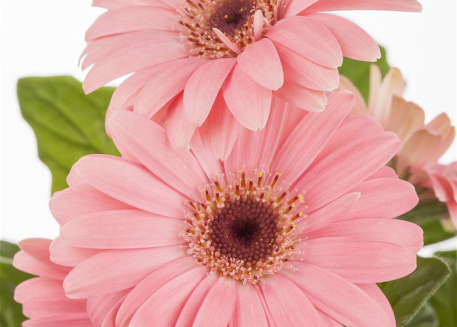 Gerbera 