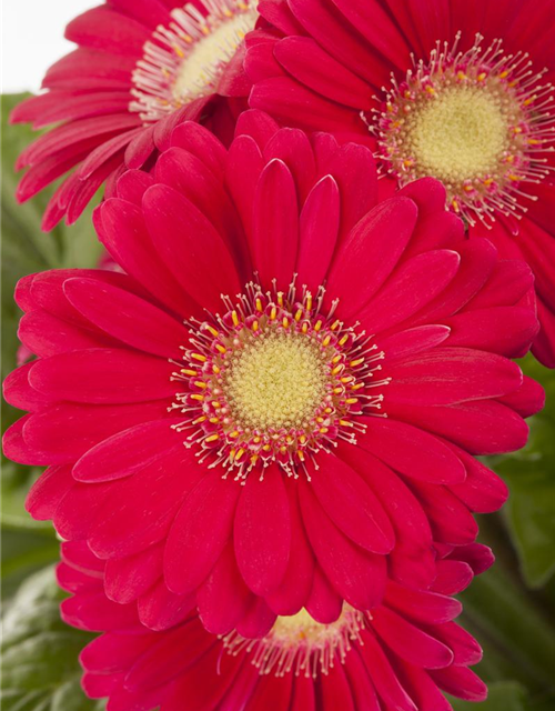 Gerbera 