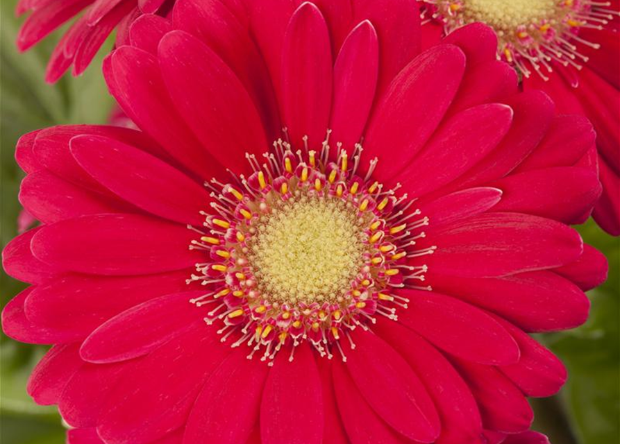 Gerbera 