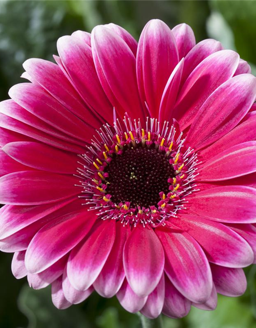 Gerbera 