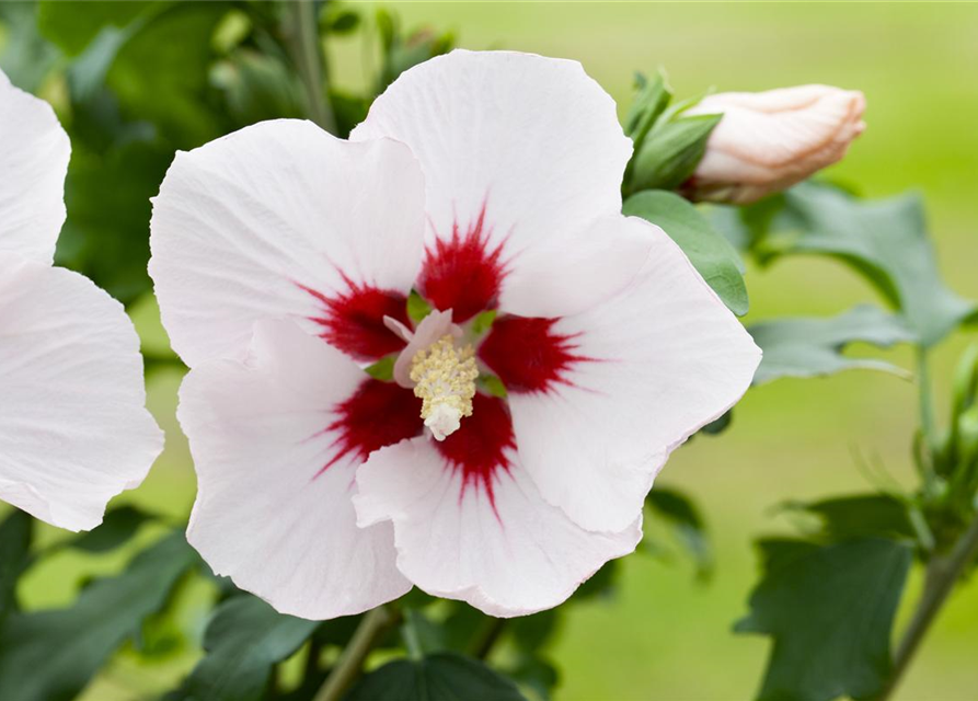 Hibiscus