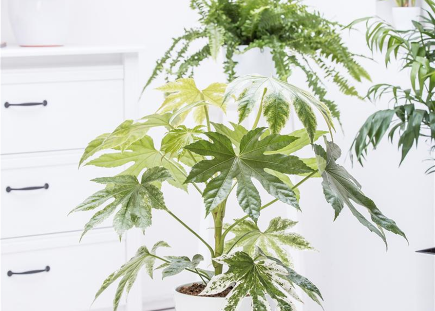 Fatsia Japonica 