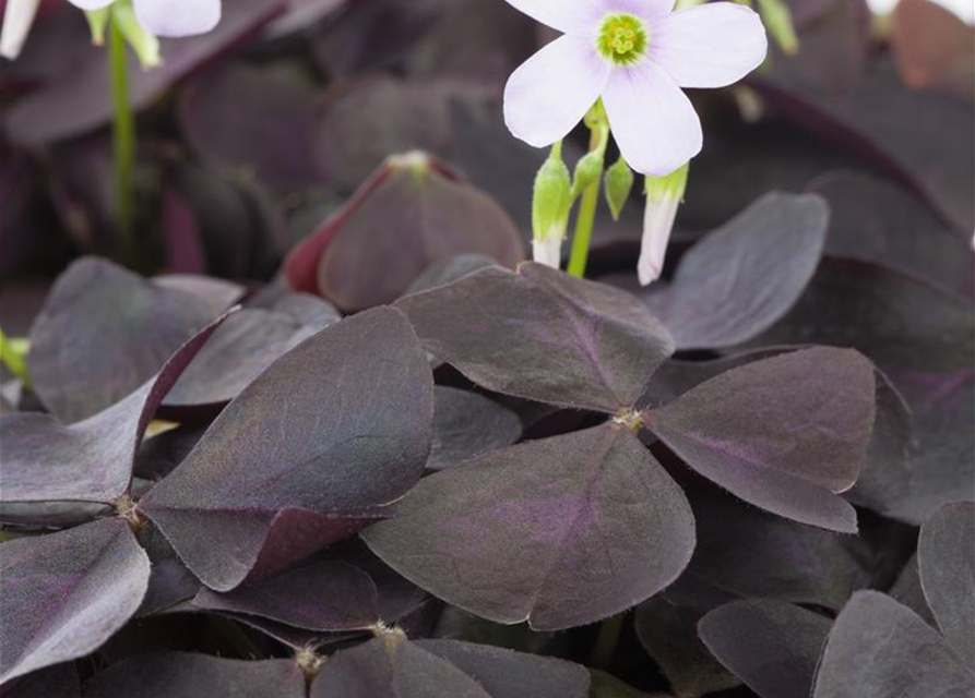 Ikigai Oxalis