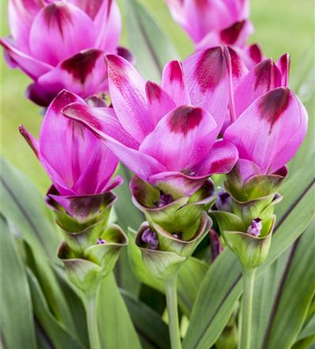 Curcuma alismatifolia