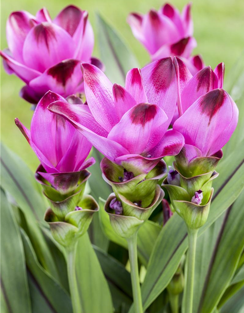 Curcuma alismatifolia