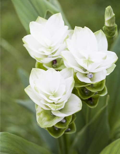 Curcuma alismatifolia