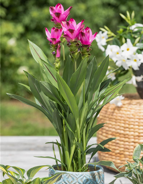 Curcuma alismatifolia