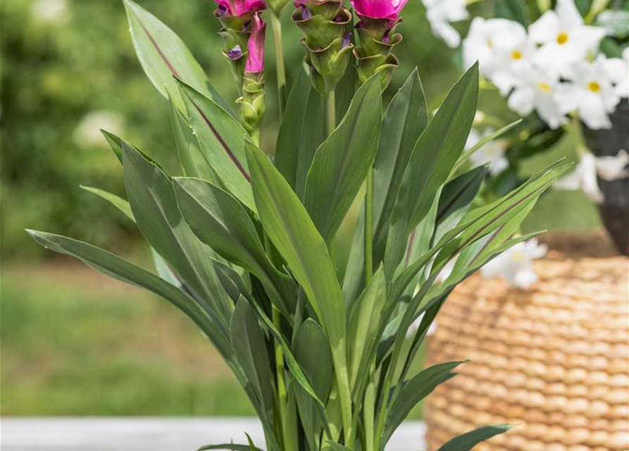 Curcuma alismatifolia