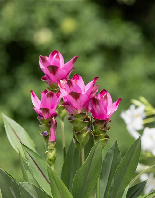 Curcuma alismatifolia