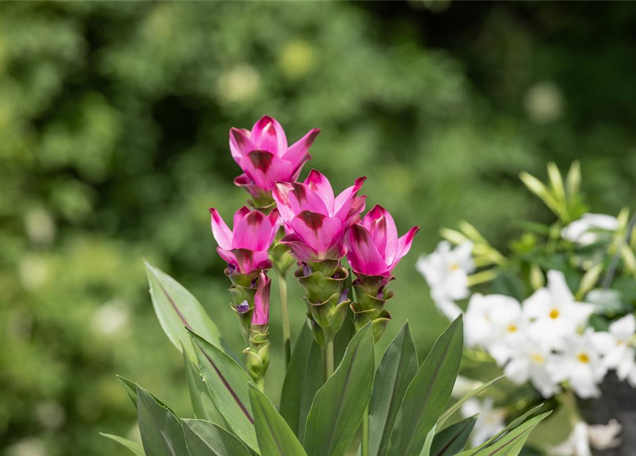 Curcuma alismatifolia