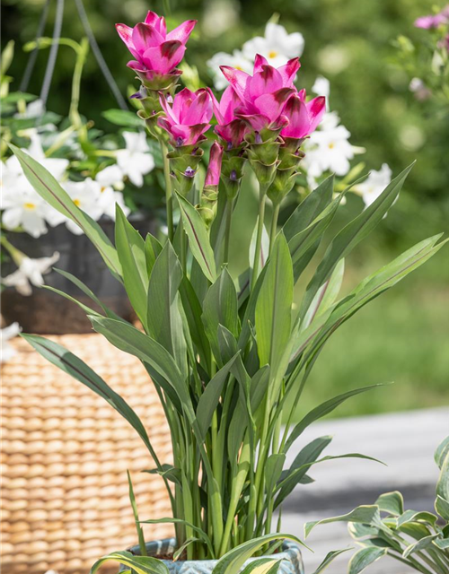 Curcuma alismatifolia