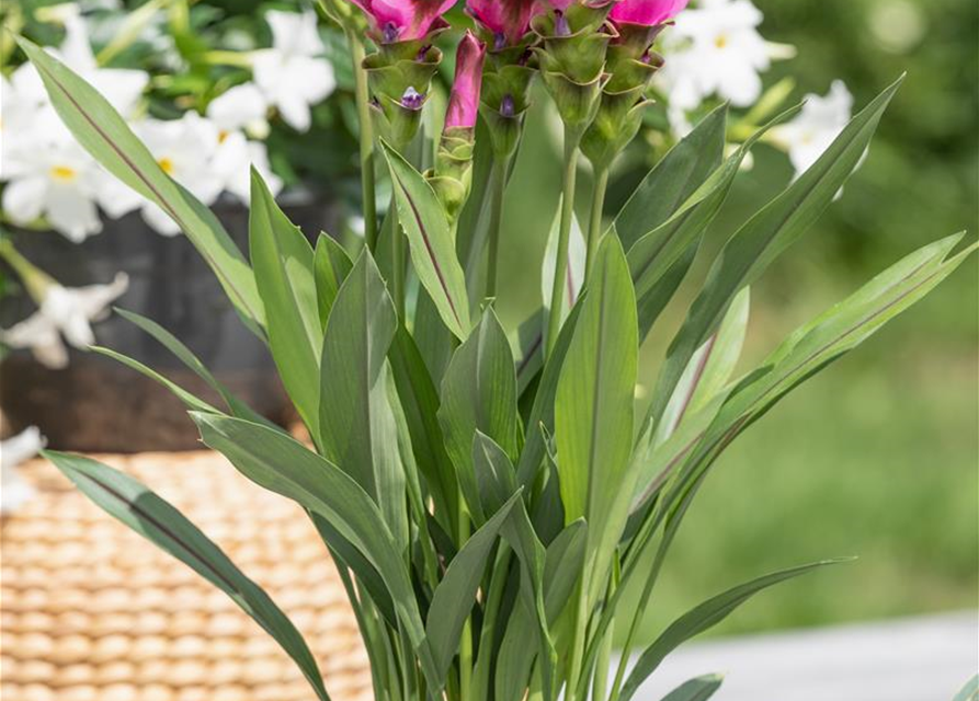 Curcuma alismatifolia