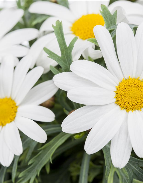 Strauchmargerite 'Stella'