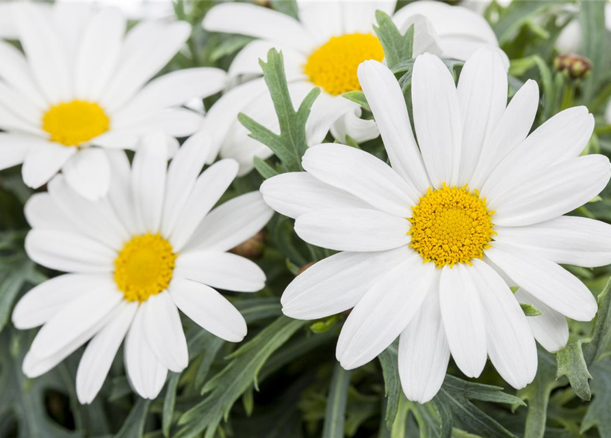 Strauchmargerite 'Stella'