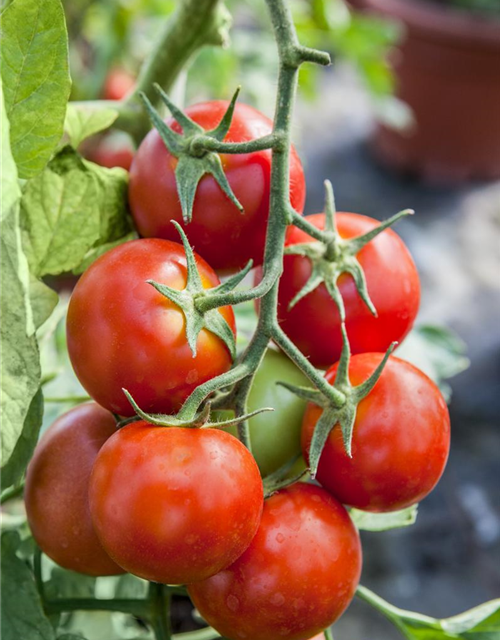 Cherrytomate Sanvitos (Favorita), veredelt Volmary