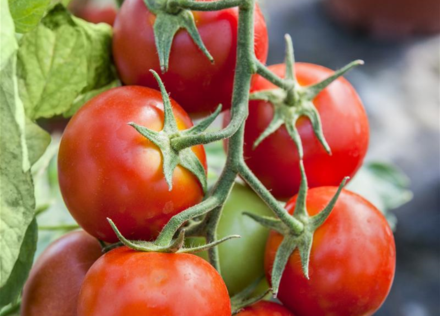 BLU Tomate Balkonia 