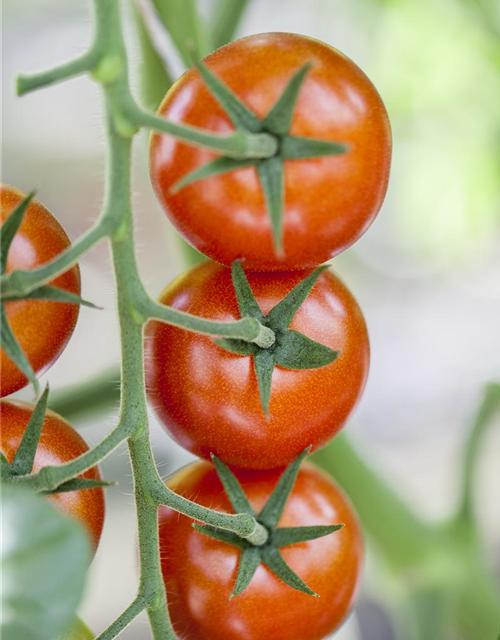 Cherrytomate Sanvitos (Favorita), veredelt Volmary