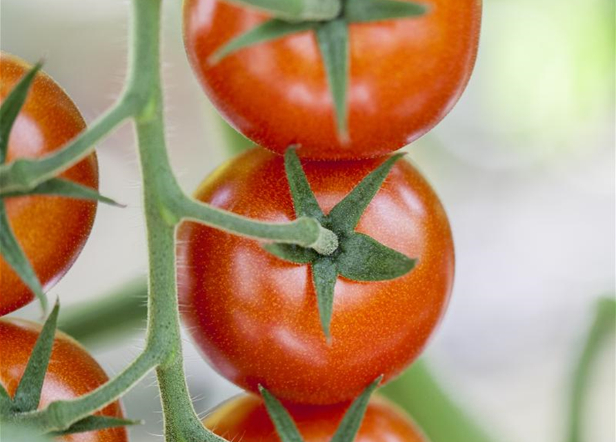 Cherrytomate Sanvitos (Favorita), veredelt Volmary