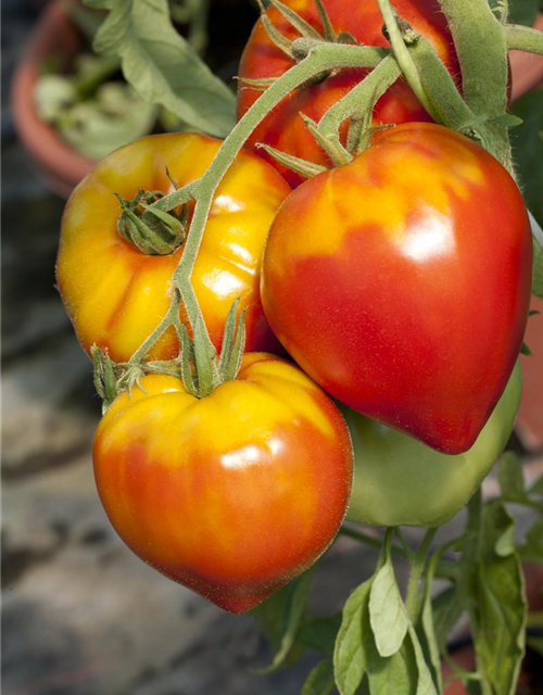 Italienische Ochsenherztomate Gourmandia