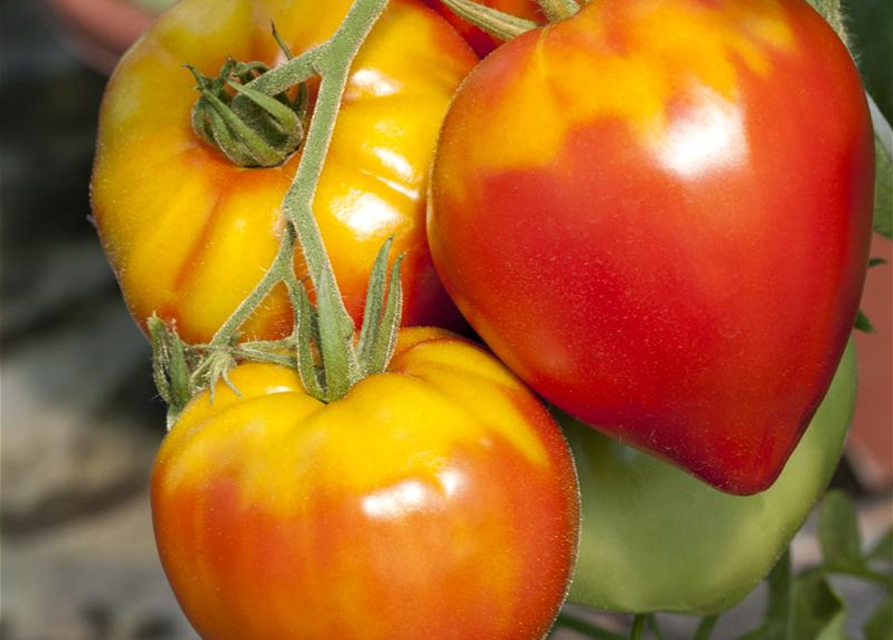 Italienische Ochsenherztomate Gourmandia