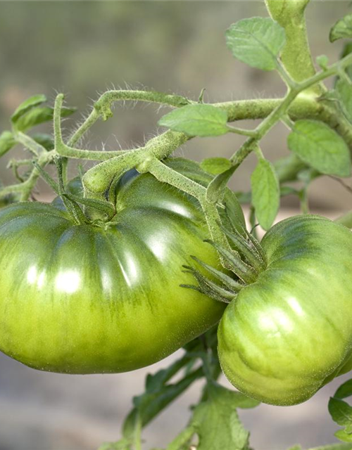 Nasch-/Balkontomate