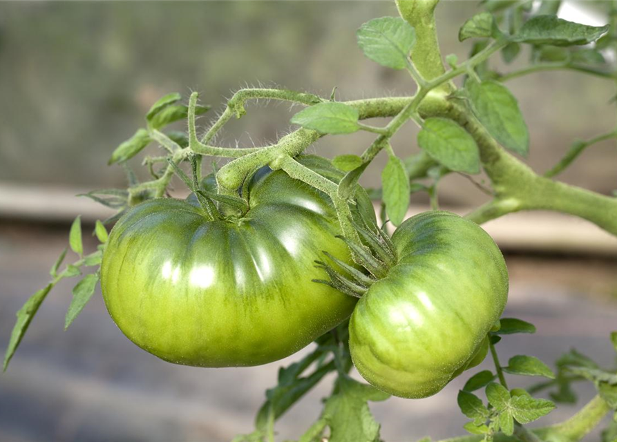 Nasch-/Balkontomate