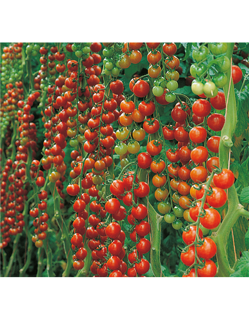 Cherrytomate Sanvitos (Favorita), veredelt Volmary