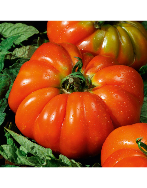 Italenische Fleischtomate Delizia Volmary