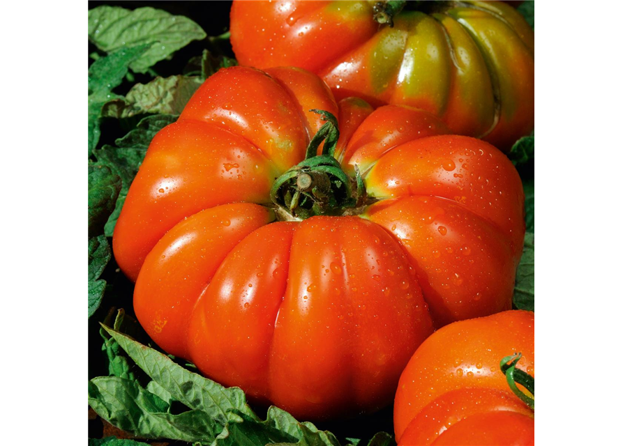 Italenische Fleischtomate Delizia Volmary