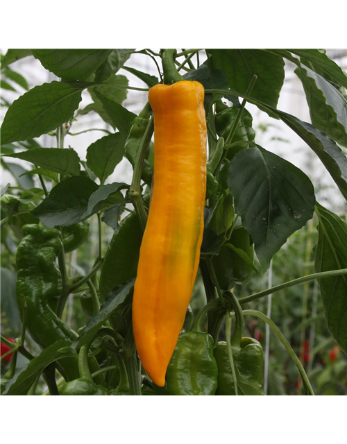 Jumbo-Snackpaprika Manati Yellow Volmary