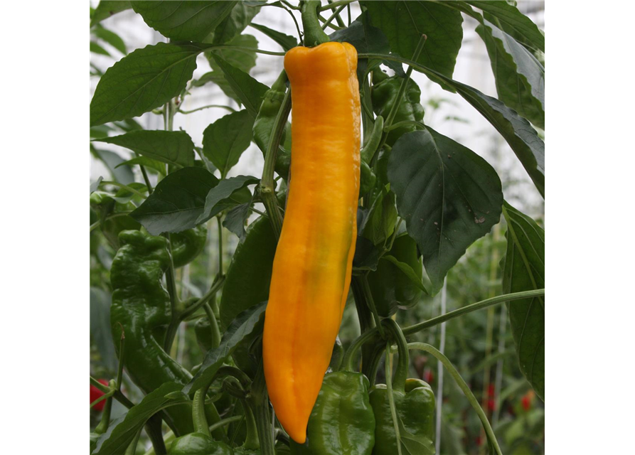 Jumbo-Snackpaprika Manati Yellow Volmary