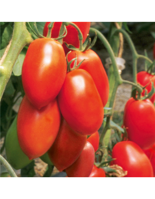 Roma Tomate Patia Red veredelt Volmary