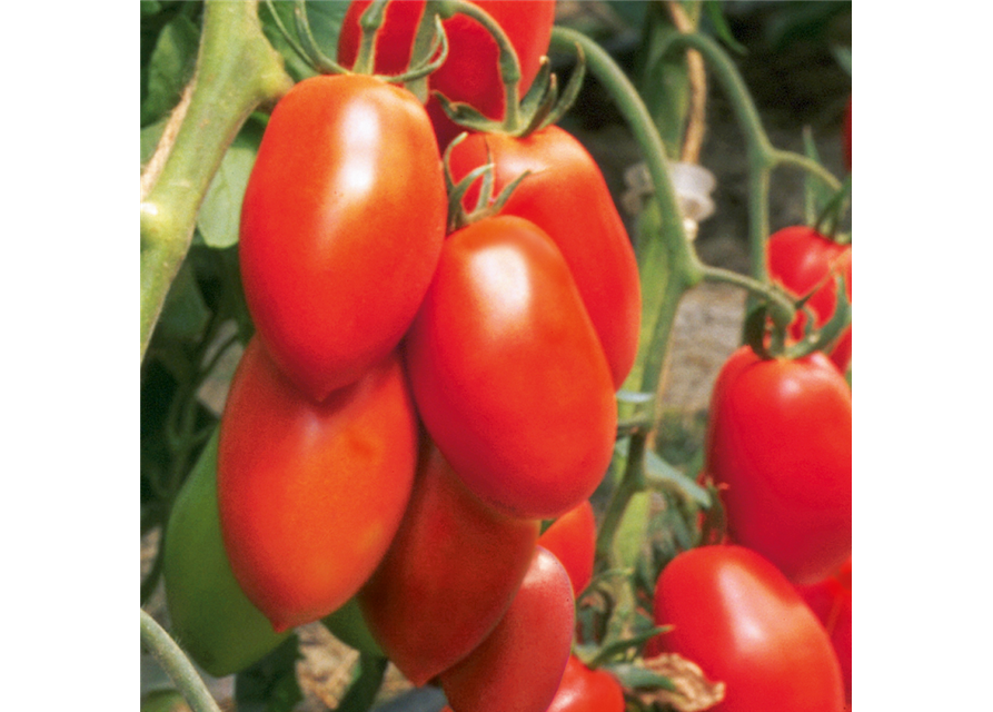 Roma Tomate Patia Red veredelt Volmary